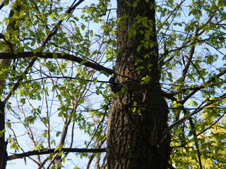 Fototapeta premium Great spotted woodpecker sitting on tree trunk in spring. Small fresh green leaves surround the bird in soft natural woodland light.