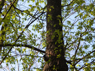 Fototapeta premium Great spotted woodpecker sitting on tree trunk in spring. Small fresh green leaves surround the bird in soft natural woodland light.