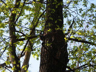 Fototapeta premium Great spotted woodpecker sitting on tree trunk in spring. Small fresh green leaves surround the bird in soft natural woodland light.