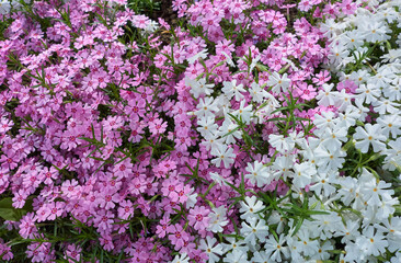 Fototapeta premium Nature. Wildflowers. Colorful carpet of wildflowers.
