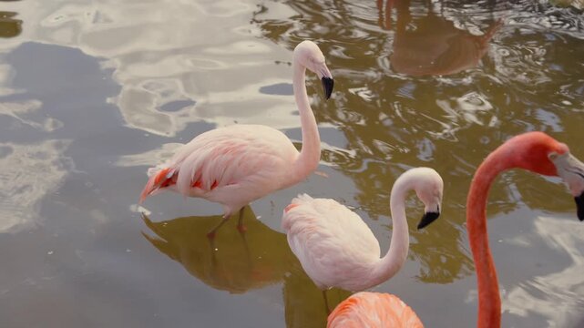 Pale pink flamingos standing with soft reflections in water