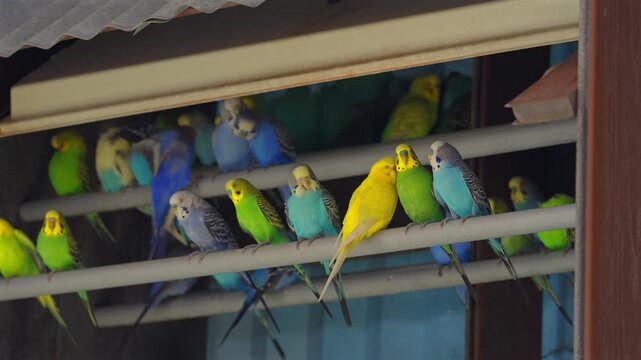 Flock of colorful budgerigars resting on aviary bars
