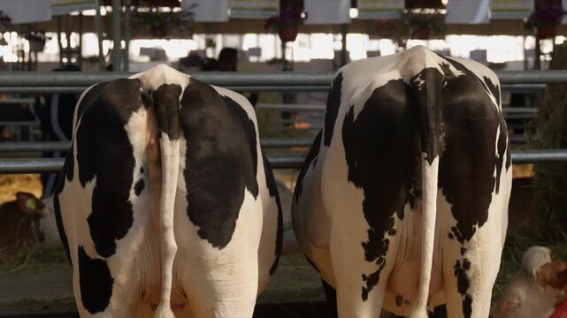 Two holstein dairy cows standing side by side in a barn feeding area, rear view, 4K