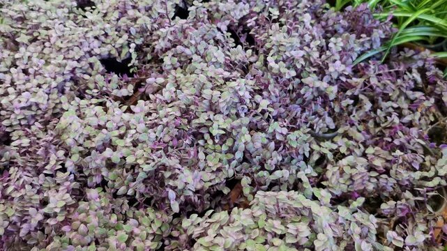 Selection of colorful seedlings including Purple Waffle Plant (Hemigraphis alternata), Spider Plant (Chlorophytum comosum), and others arranged closely on market stall.