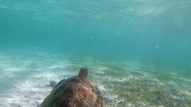 The green sea turtle (Chelonia mydas) with cleane fish is greazing on seagrass. Green sea turtles have a variety of parasites including barnacles, leeches, protozoans, cestodes, and nematodes.