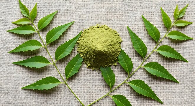 Green tea powder and leaves on grey background. 