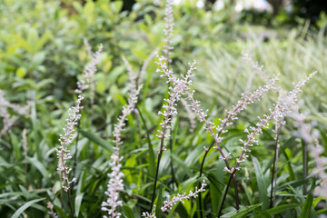 Fototapeta premium Beautiful Creeping Liriope (Liriope spicata) flowers.