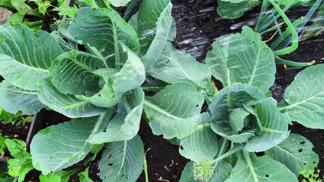 Several green cabbage plants are shown growing in dark, fertile garden soil. The leaves are broad and healthy with a vibrant green color and natural texture.