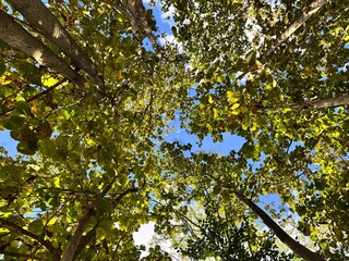 Fototapeta premium Looking up shot of the tall trees, under the shade of canopy.