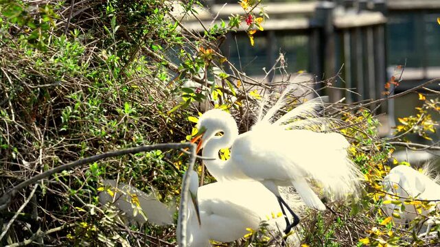 White snowy egrets nesting among dense wetland trees
