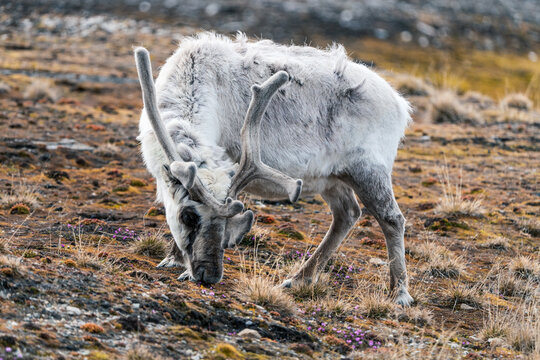 View of a Svalbard reindeer with velvet antlers grazing on the sparse tundra vegetation of the arctic landscape Ny-Alesund, Svalbard, Svalbard and Jan Mayen.