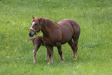 Obraz premium jument et son jeune poulain dans un pré, cheval de trait