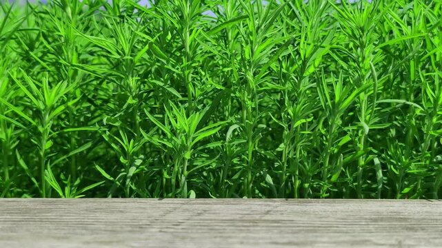 Bright green tarragon herb plants densely packed together, showcasing slender leaves and sturdy stems. Lush tarragon leaves create a vibrant natural backdrop with detailed texture