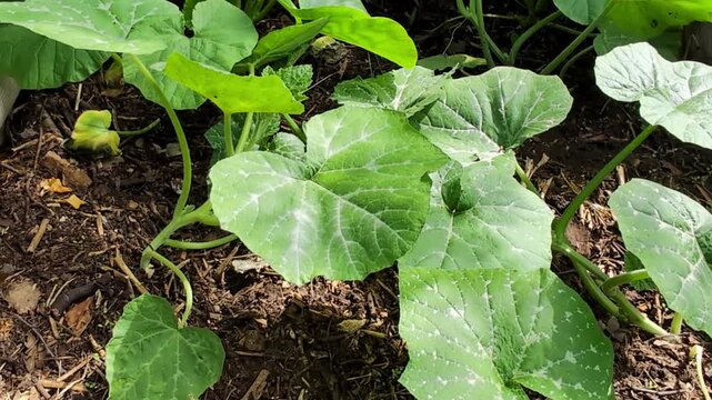 Lush green pumpkin leaves spread across fertile soil with visible stems and tendrils. The vibrant foliage displays characteristic white veins and natural patterns, showing healthy growth