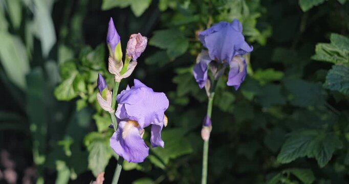 Two beautiful purple iris flowers blooming in a sunny spring garden with buds and green foliage