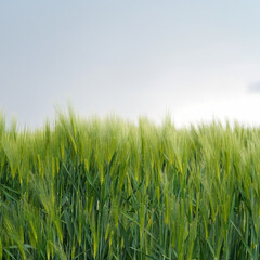 Fototapeta premium Wheat field growing in sunlight under cloudy sky during spring season
