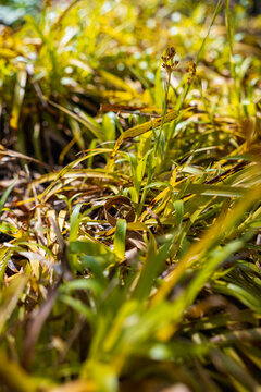 Golden Greater Woodrush Luzula Sylvatica Aurea Foliage in Spring Garden on Sunny April Morning Close-up of Yellow-Green Ornamental Grass with Small Brown Flowers
