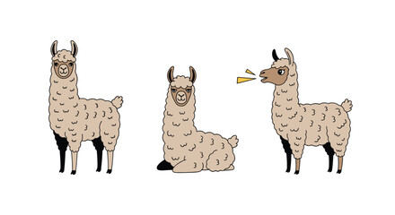 Fototapeta premium Group of three cute cartoon llamas including one standing, one sitting, and one making a sound shown against a plain white background.