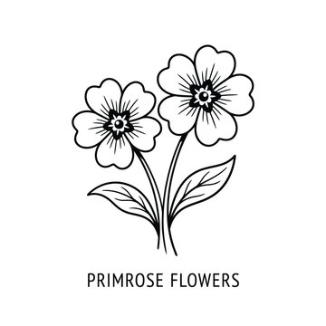 Vector graphic illustration Simple line art primrose flowers