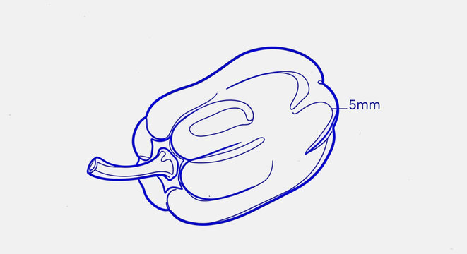 Bell Pepper Line Drawing with 5mm Measurement