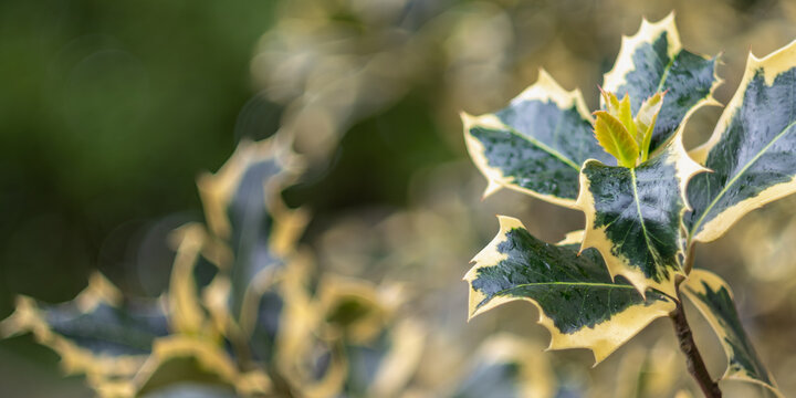 Variegated holly leaves glowing in sunlight