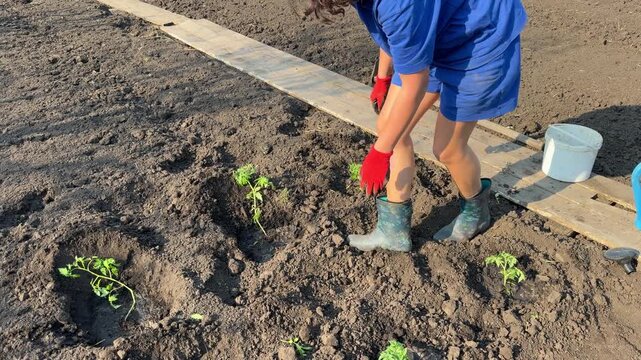 Crouching gardener plants young vegetable seedlings into prepared rows