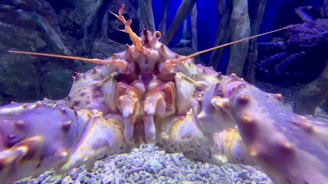 King crab sits motionless on sandy bottom with wooden roots behind