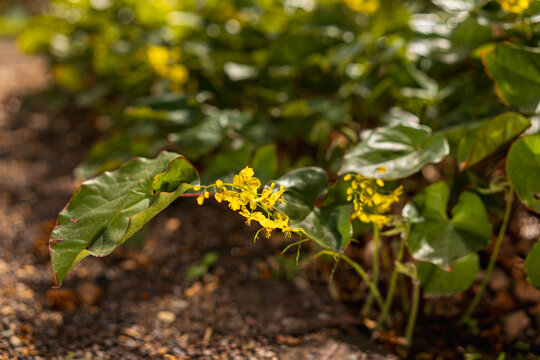 Yellow Epimedium Pinnatum Colchicum Flowers Blooming in Spring Garden on Sunny April Morning Colchis Barrenwort Perennial Plant Groundcover Nature Background