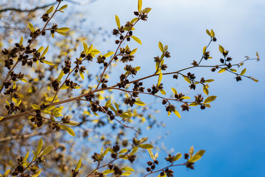 Persian Ironwood Tree with Small Leaves and Tiny Flowers in Spring Park on Sunny April Morning Nature Awakening with New Growth and Blue Sky Background