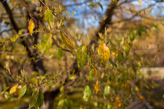 Persian Ironwood Tree with Small Leaves and Tiny Flowers in Spring Park on Sunny April Morning Nature Awakening with New Growth and Blue Sky Background