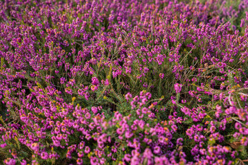Obraz premium Vibrant Pink Erica Carnea Winter Heath Blooming in Spring Garden on Sunny April Morning Dense Floral Groundcover and Evergreen Foliage Nature Background Close-up