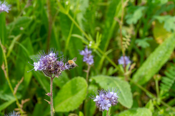 Fototapeta premium buff tailed bumblebee collecting pollen from purple flowers of lacy phacelia