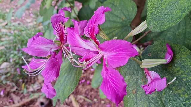 A closeup video of Bauhinia blakeana or Hong Kong orchid tree flowers blooming in wind