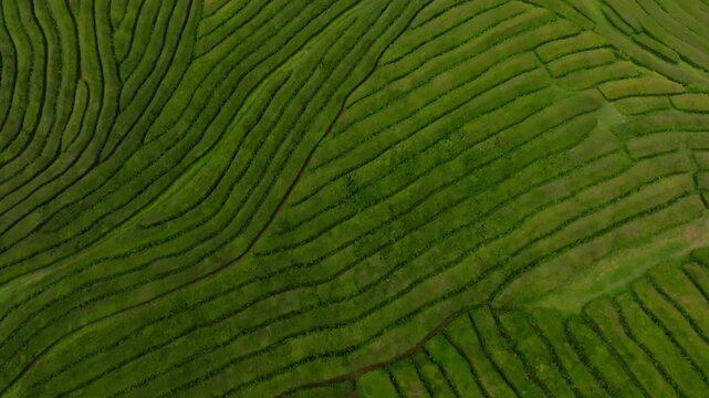 Top-down aerial perspective of the intricate, curving lines of a tea plantation on S&atilde;o Miguel Island, showcasing the rhythmic, geometric patterns of the manicured tea bushes against the textured