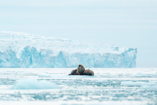 View of walruses resting on a small ice floe with a massive blue glacier wall in the background in Svalbard, Svalbard and Jan Mayen.