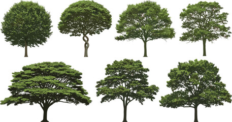 Fototapeta premium Illustration of multiple tree varieties with unique foliage patterns, canopy shapes, and natural growth forms arranged in rows