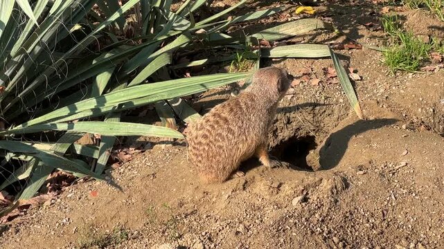 A meerkat is seen curiously exploring its surroundings at Zagreb Zoo in autumn. The vibrant foliage adds warmth to this delightful encounter with nature's playful creatures.