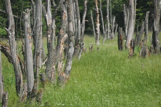Scenic view of a grassy field lined with weathered tree stumps in a serene forest area on a sunny day