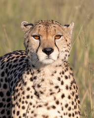 Cheetah Eyes © George Erwin Turner