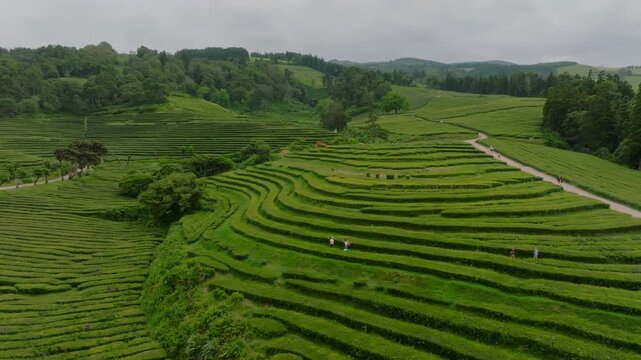 Aerial view of the lush, terraced rows of the Gorreana tea plantation on S&atilde;o Miguel Island, with people walking along the paths and between the tea bushes in a serene, rural landscape, Azores.