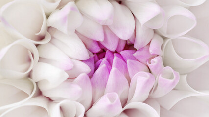 Obraz premium Macro trend of fresh flower top view, minimal aesthetic abstract monochrome nature banner with soft curled petals in delicate rose shades. Summer blooming white pink flowery plant, soft lighting.