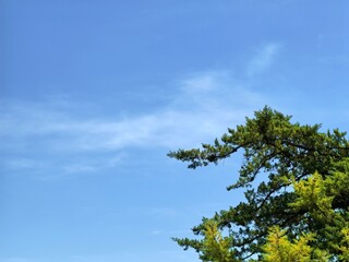 Fototapeta premium Green pine branch tip reaching up to bright blue sky, natural outdoor scene.