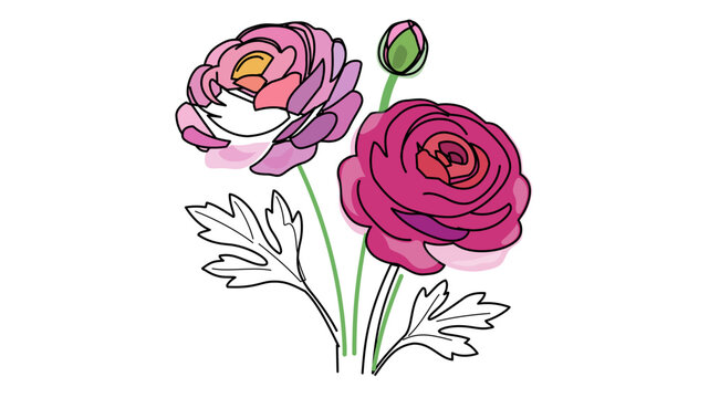 Vector illustration of pink ranunculus flowers and a bud in watercolor style with clean line art. This graphic features an editable stroke, adjustable line weight, and customizable thin stroke.