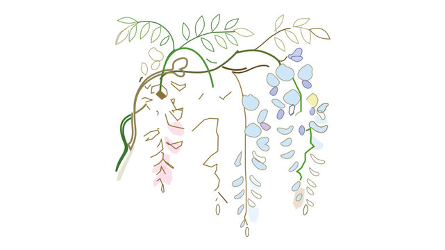 Trailing glycine vine vector with gentle aquarelle washes and polished line artwork. Graceful herbarium illustration with variable stroke heft and modifiable slender line profiles suited to