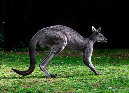 Eastern grey kangaroo on the lawn. Latin name - Macropus giganteus