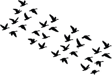 Fototapeta premium Migratory bird silhouettes flying in diagonal V formation across clear sky, teamwork and nature wildlife concept illustration