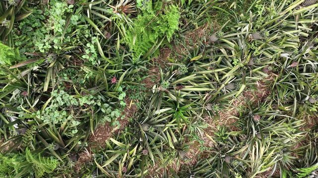 Top Down Pineapple Garden