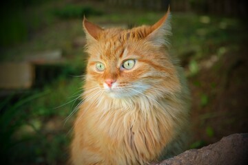 portrait of a red cat © Cristina