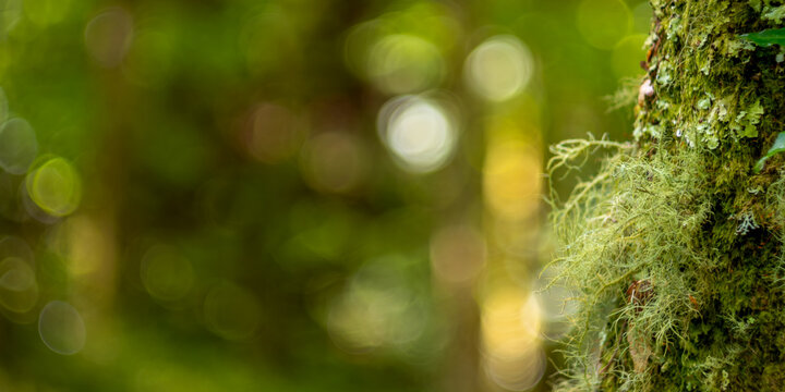 Moss and lichen on tree trunk in dreamy forest