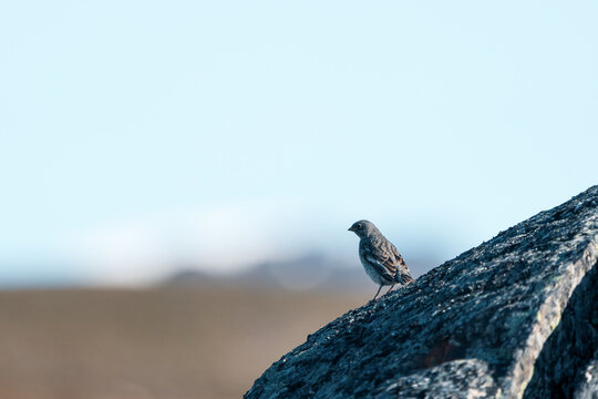 Svalbard and Jan Mayen - 15 July 2025: View of a small bird perched on a dark rock with the arctic tundra and a pale blue sky in the background.
